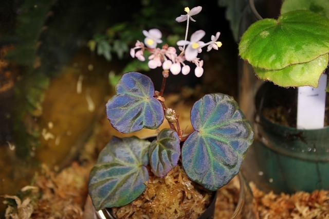 ベゴニア Begonia lichenora (sp.Sarawak) – 熱帯植物.com